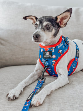 A small black and white dog wears the Sassy Woof Harness Three Piece Bundle - MLB™ x Peanuts™ Toronto Blue Jays™, lying alert yet relaxed on a light gray couch with the matching leash attached.