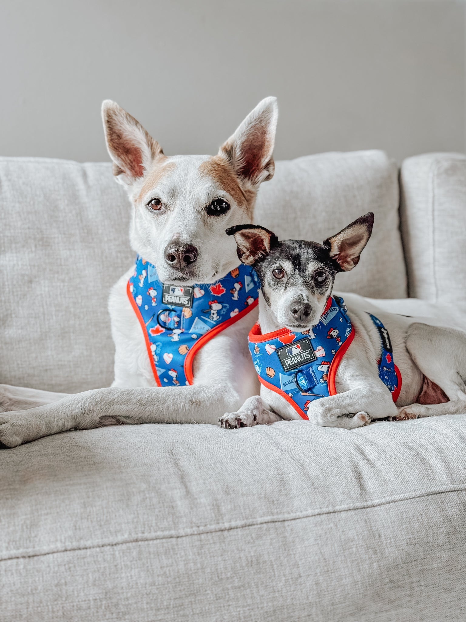 Two small dogs sit side by side on a light couch, wearing Sassy Woof Harness Three Piece Bundle - MLB™ x Peanuts™ Toronto Blue Jays™ sets. The red-trimmed harnesses match perfectly as the relaxed pups look at the camera.
