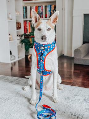 A white dog with brown spots wears the Sassy Woof Harness Three Piece Bundle - MLB™ x Peanuts™ Toronto Blue Jays™, sitting on a light rug in a living room with bookshelves, a plant, and a gray couch in the background.