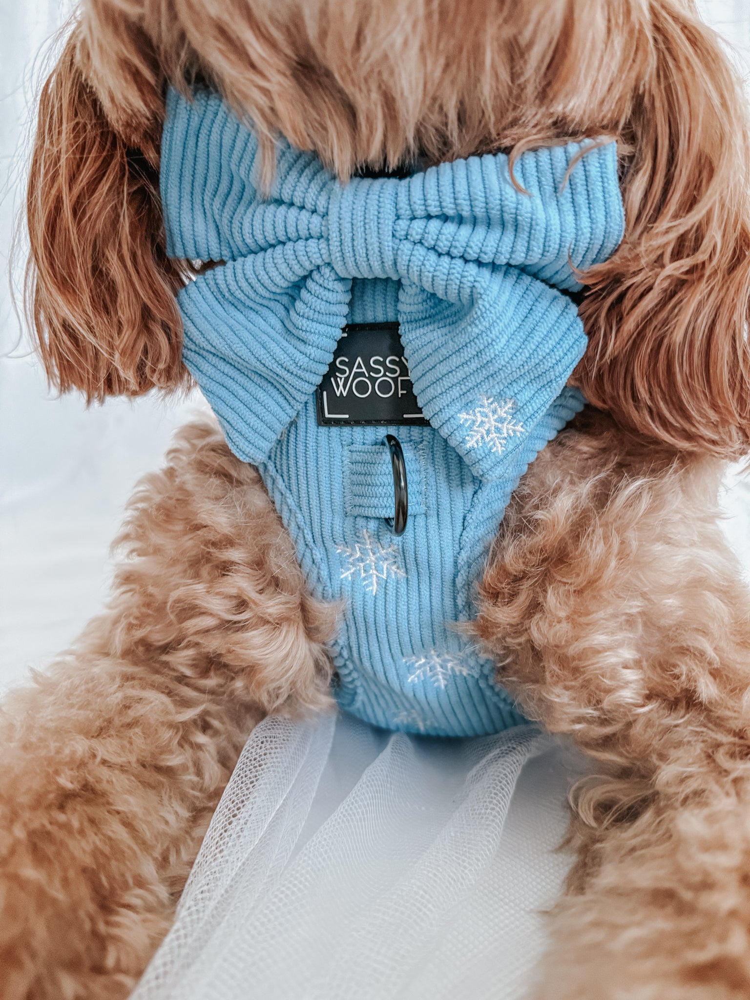 INFLUENCER_CONTENT | @SIT_OLLIE_SIT | HARNESS SIZE: M, COLLAR SIZE: M