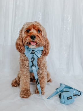 INFLUENCER_CONTENT | @LOVEMAYALIFE | HARNESS SIZE: M, COLLAR SIZE: M