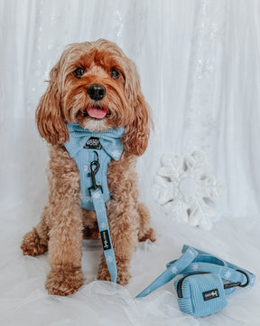INFLUENCER_CONTENT | @SIT_OLLIE_SIT | HARNESS SIZE: M, COLLAR SIZE: M