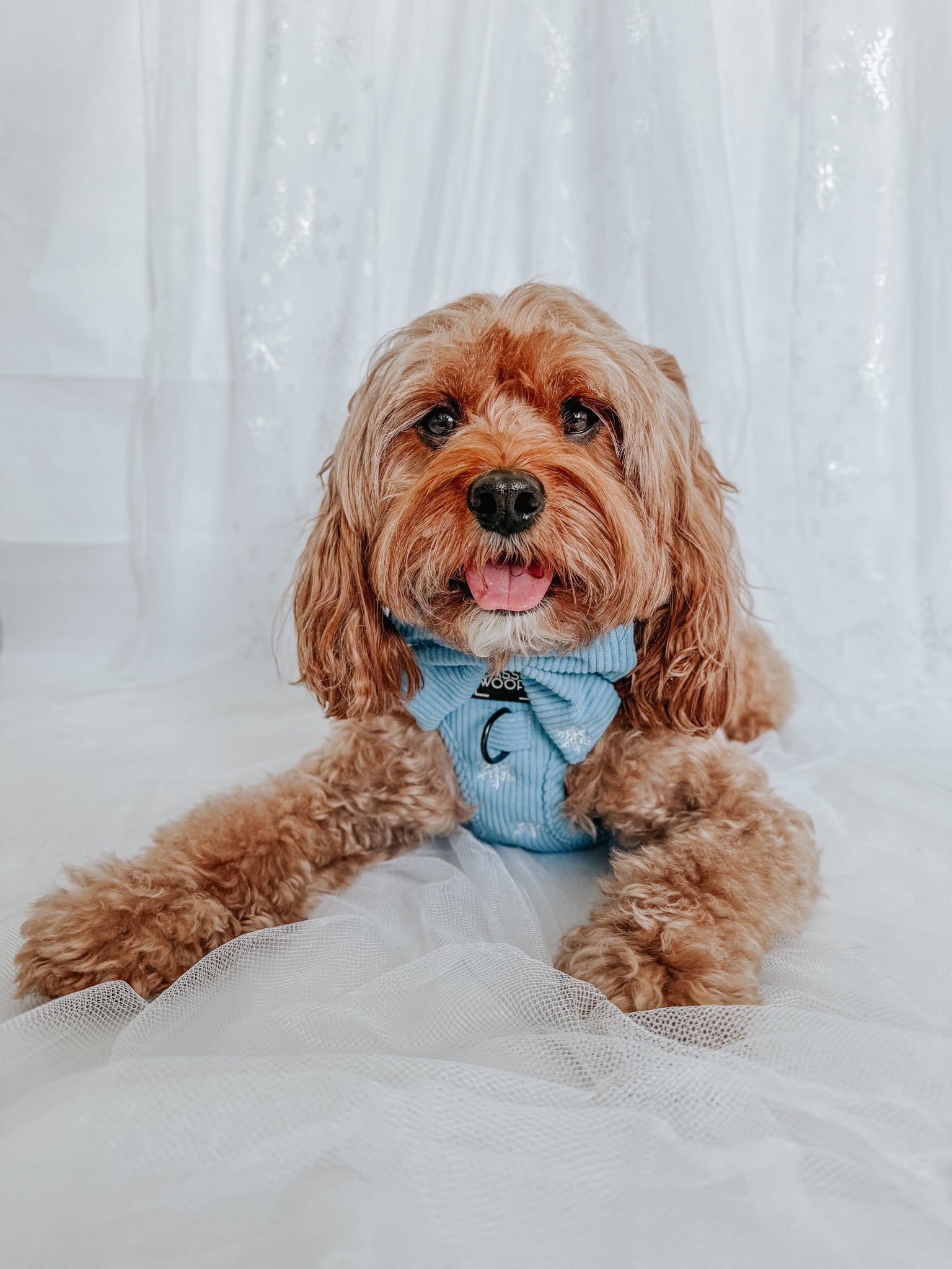 INFLUENCER_CONTENT | @SIT_OLLIE_SIT | HARNESS SIZE: M, COLLAR SIZE: M