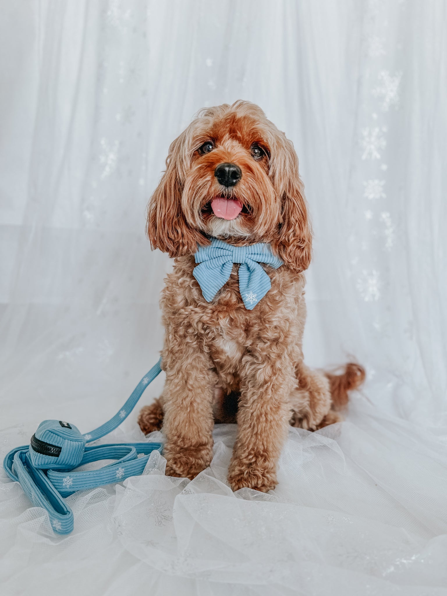 INFLUENCER_CONTENT | @SIT_OLLIE_SIT | HARNESS SIZE: M, COLLAR SIZE: M