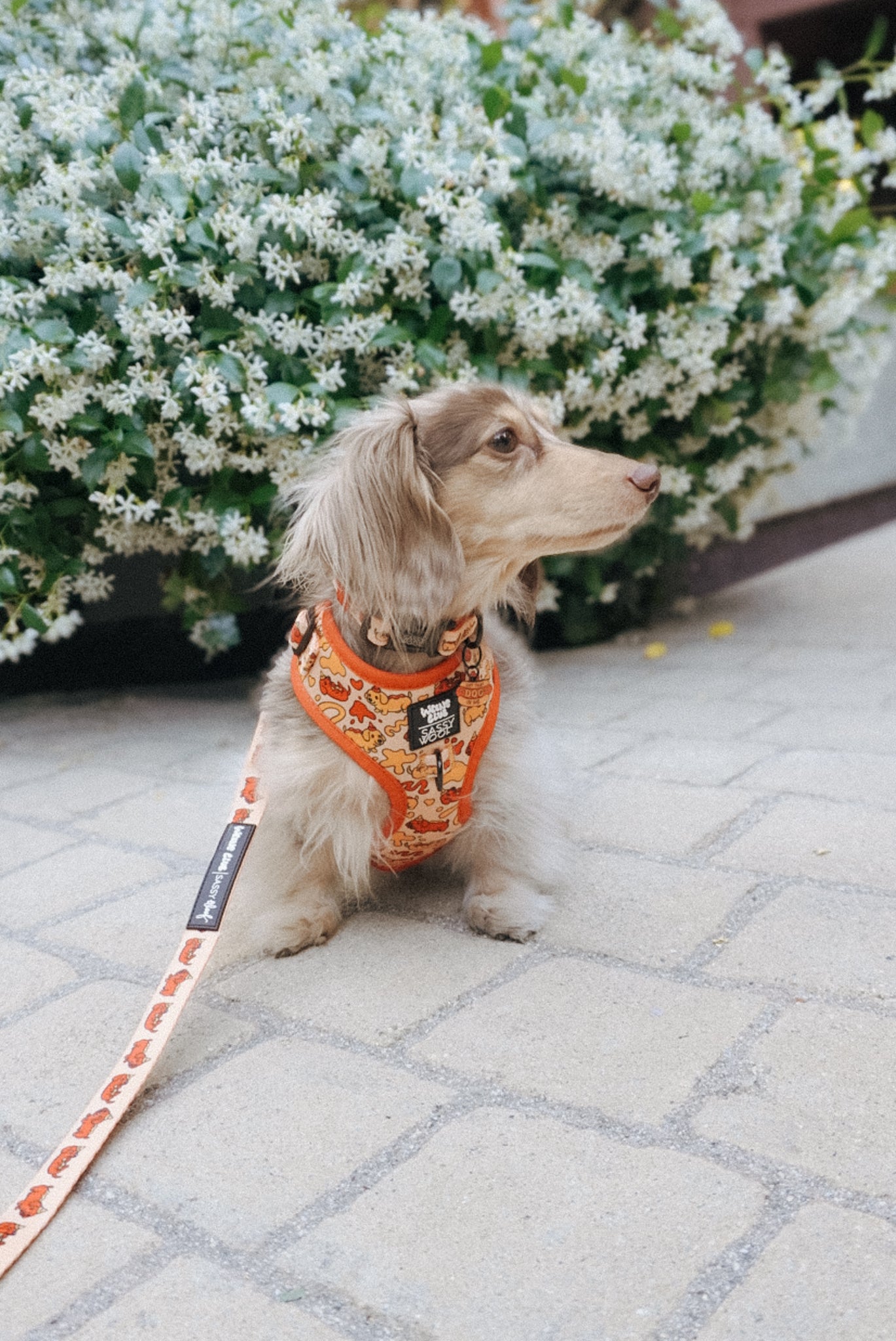 INFLUENCER_CONTENT | @SKYEDOXIE | SIZE XS