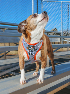 A small brown and white dog wearing a Sassy Woof Dog Adjustable Harness - MLB™ x Peanuts™ Chicago White Sox™ stands on outdoor metal bleachers, ears perked, with a chain-link fence and clear blue sky in the background.