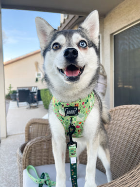 INFLUENCER_CONTENT | @STORMYTHEKLEEKAI | HARNESS SIZE: S
