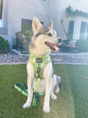 INFLUENCER_CONTENT | @STORMYTHEKLEEKAI | HARNESS SIZE: S