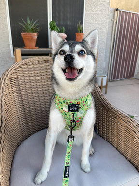 INFLUENCER_CONTENT | @STORMYTHEKLEEKAI | HARNESS SIZE: S