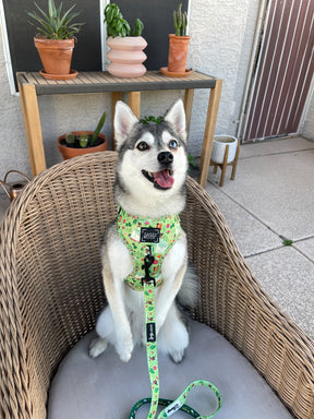 INFLUENCER_CONTENT | @STORMYTHEKLEEKAI | COLLAR SIZE: S & HARNESS SIZE: S