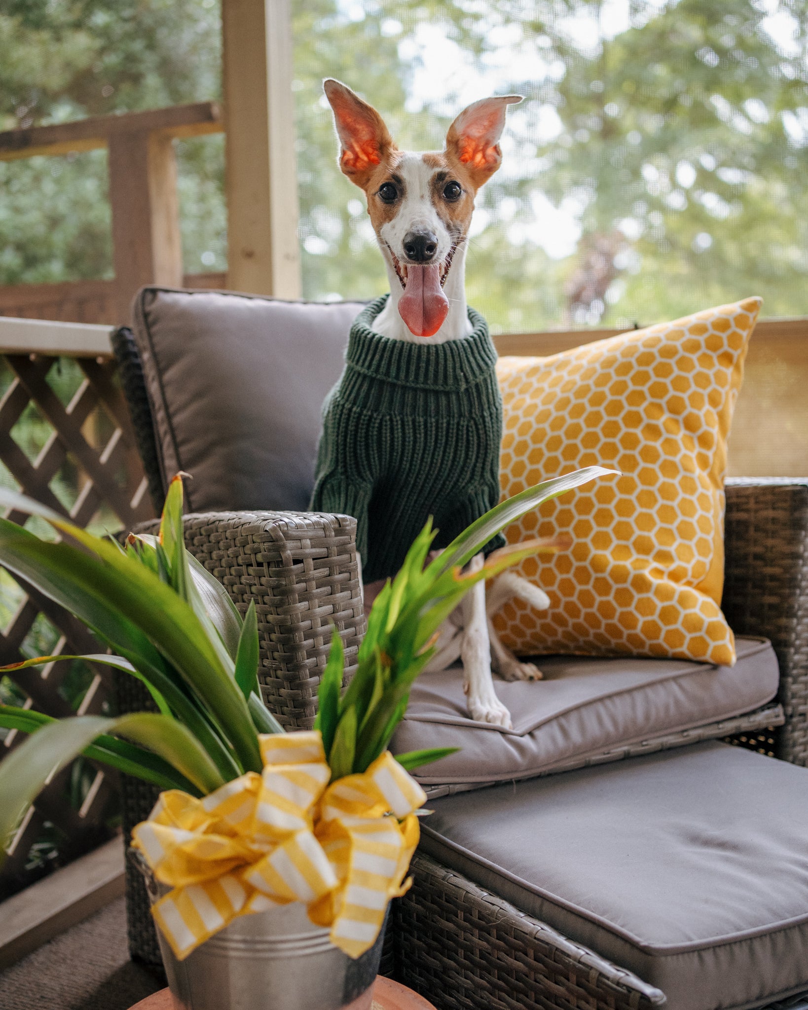 INFLUENCER_CONTENT | @THE.HERO.DOGS | SIZE XL