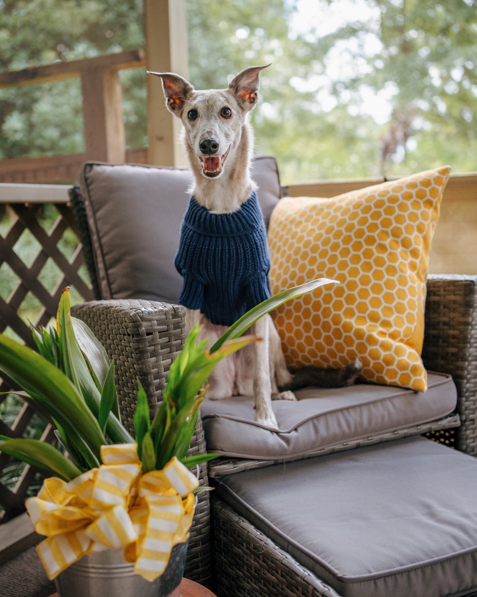 INFLUENCER_CONTENT | @THE.HERO.DOGS | SIZE L