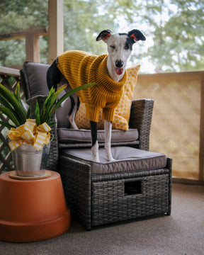 INFLUENCER_CONTENT | @THE.HERO.DOGS | SIZE XL