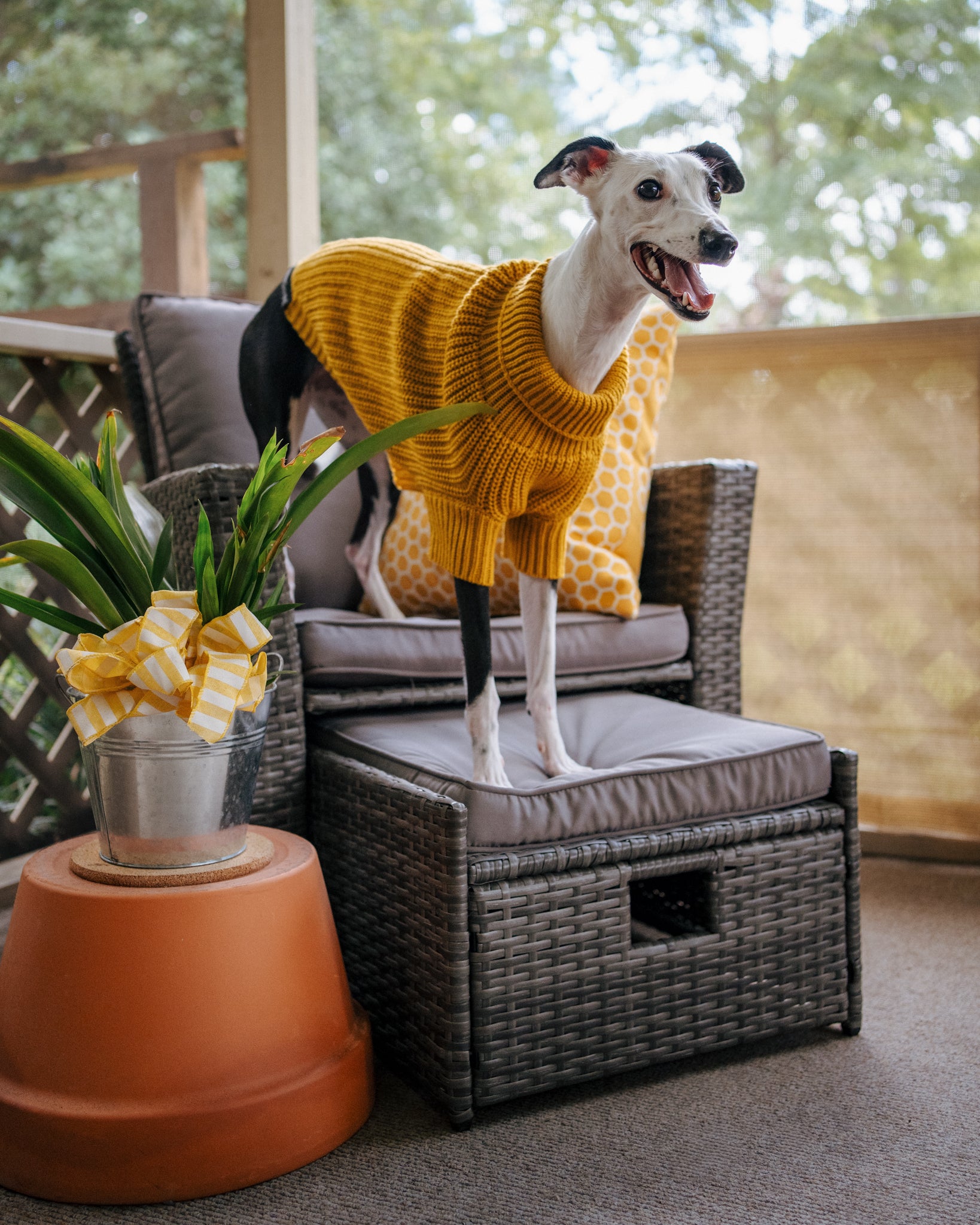INFLUENCER_CONTENT | @THE.HERO.DOGS | SIZE XL