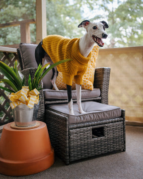 INFLUENCER_CONTENT | @THE.HERO.DOGS | SIZE XL