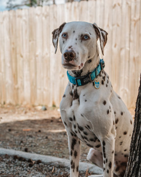 INFLUENCER_CONTENT | @THE.HERO.DOGS | SIZE L