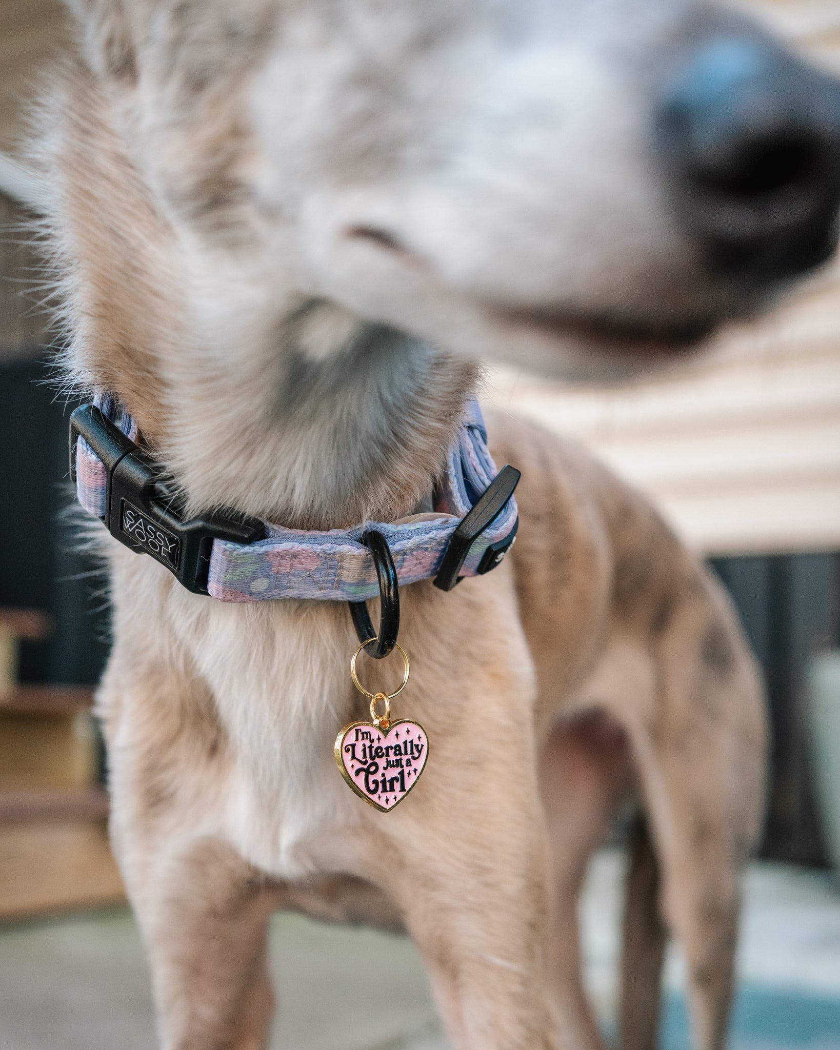 INFLUENCER_CONTENT | @THE.HERO.DOGS | SIZE M