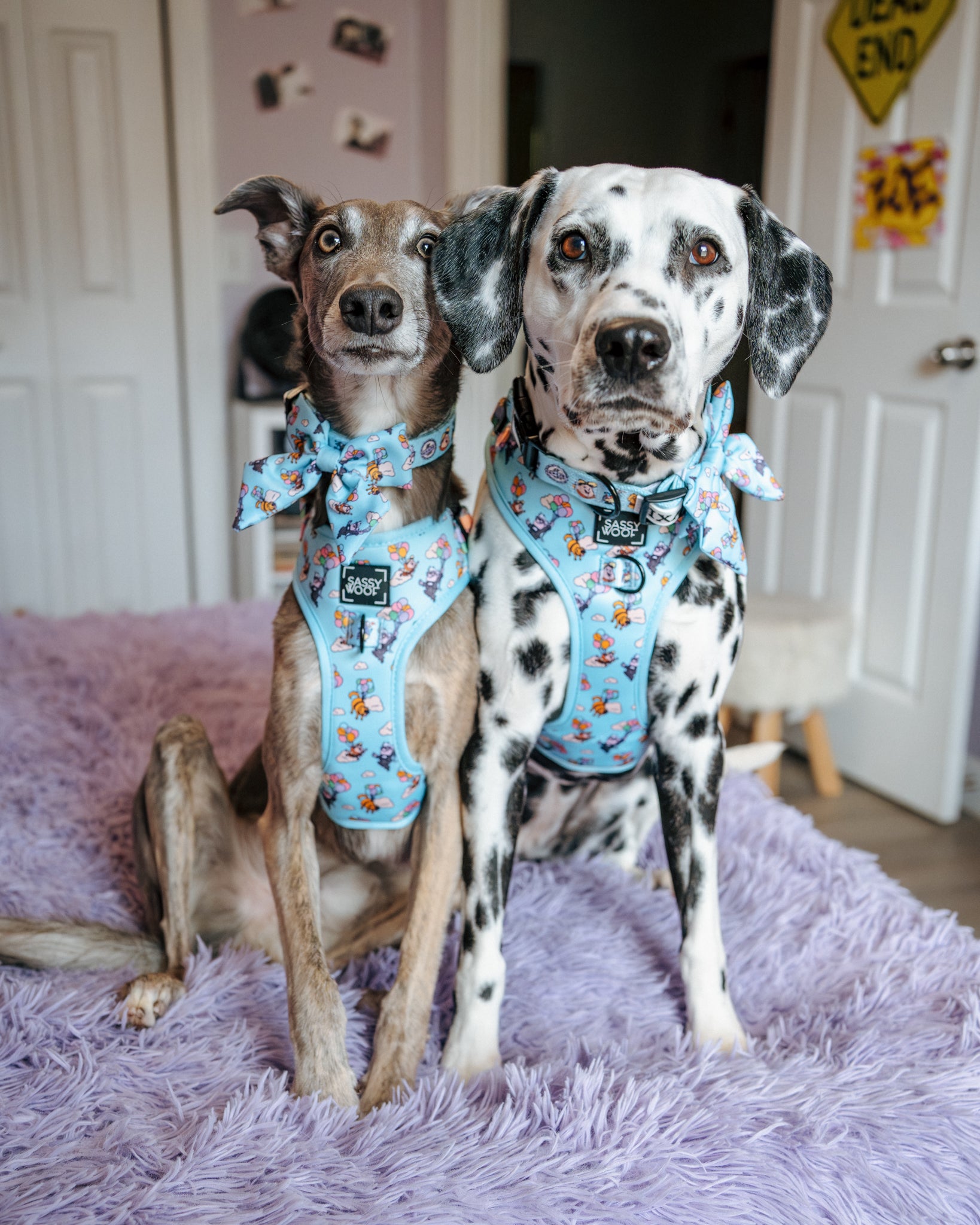 INFLUENCER_CONTENT | @THE.HERO.DOGS | SIZE M & L