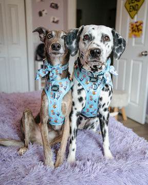 INFLUENCER_CONTENT | @THE.HERO.DOGS | SIZE M & L