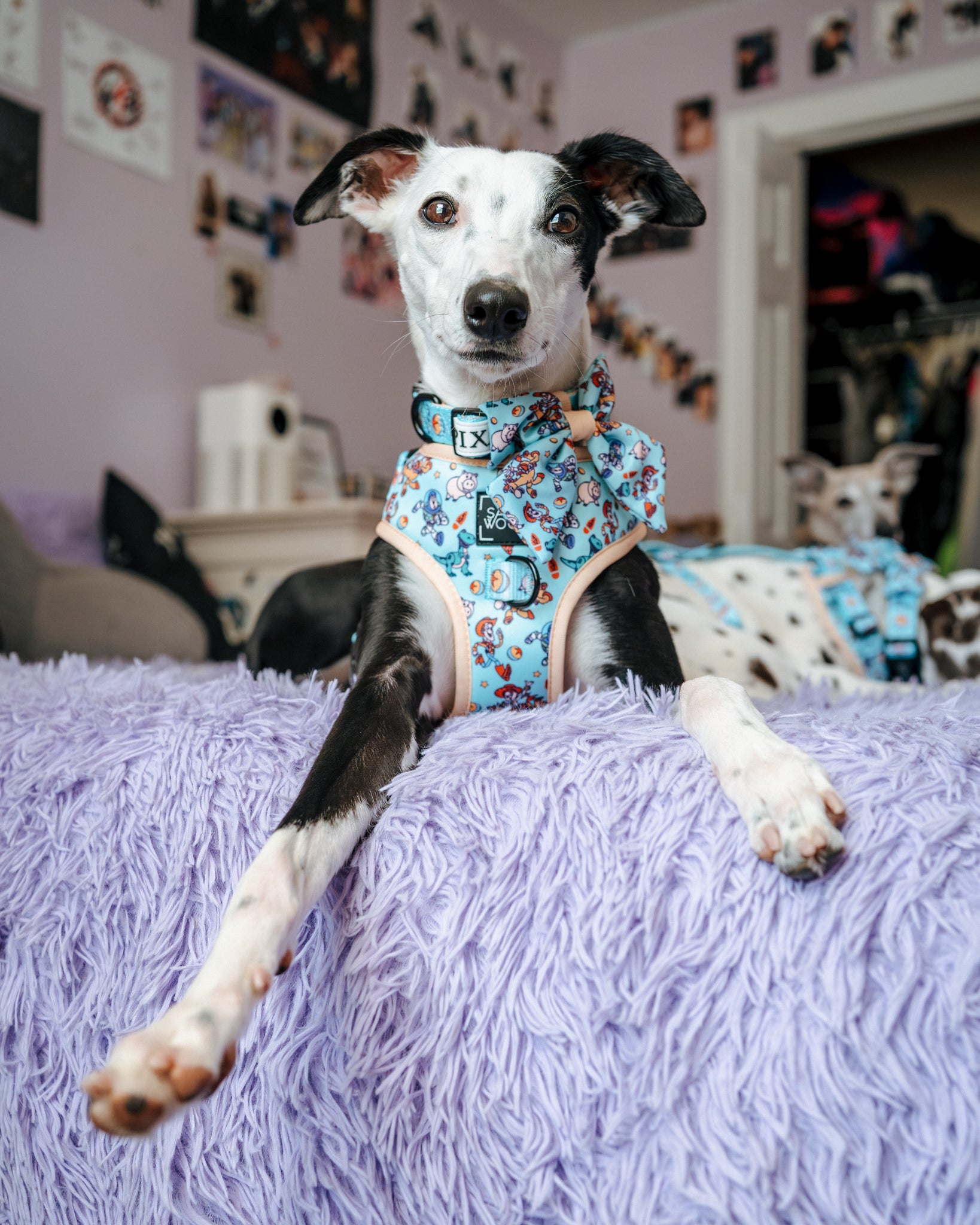 INFLUENCER_CONTENT | @THE.HERO.DOGS | SIZE M