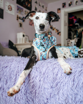 INFLUENCER_CONTENT | @THE.HERO.DOGS | SIZE M