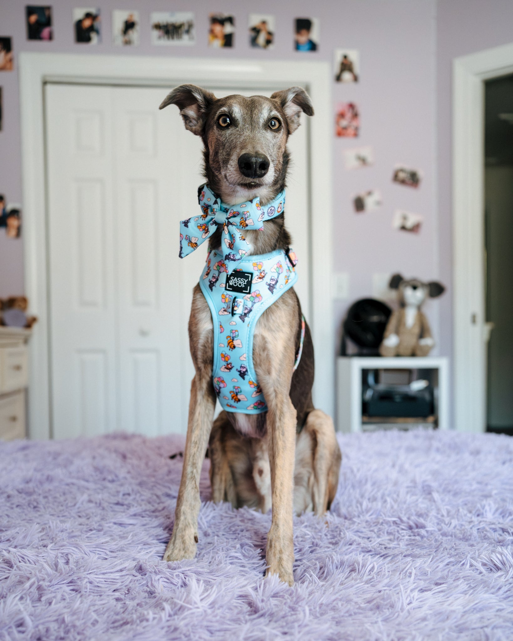 INFLUENCER_CONTENT | @THE.HERO.DOGS | SIZE M