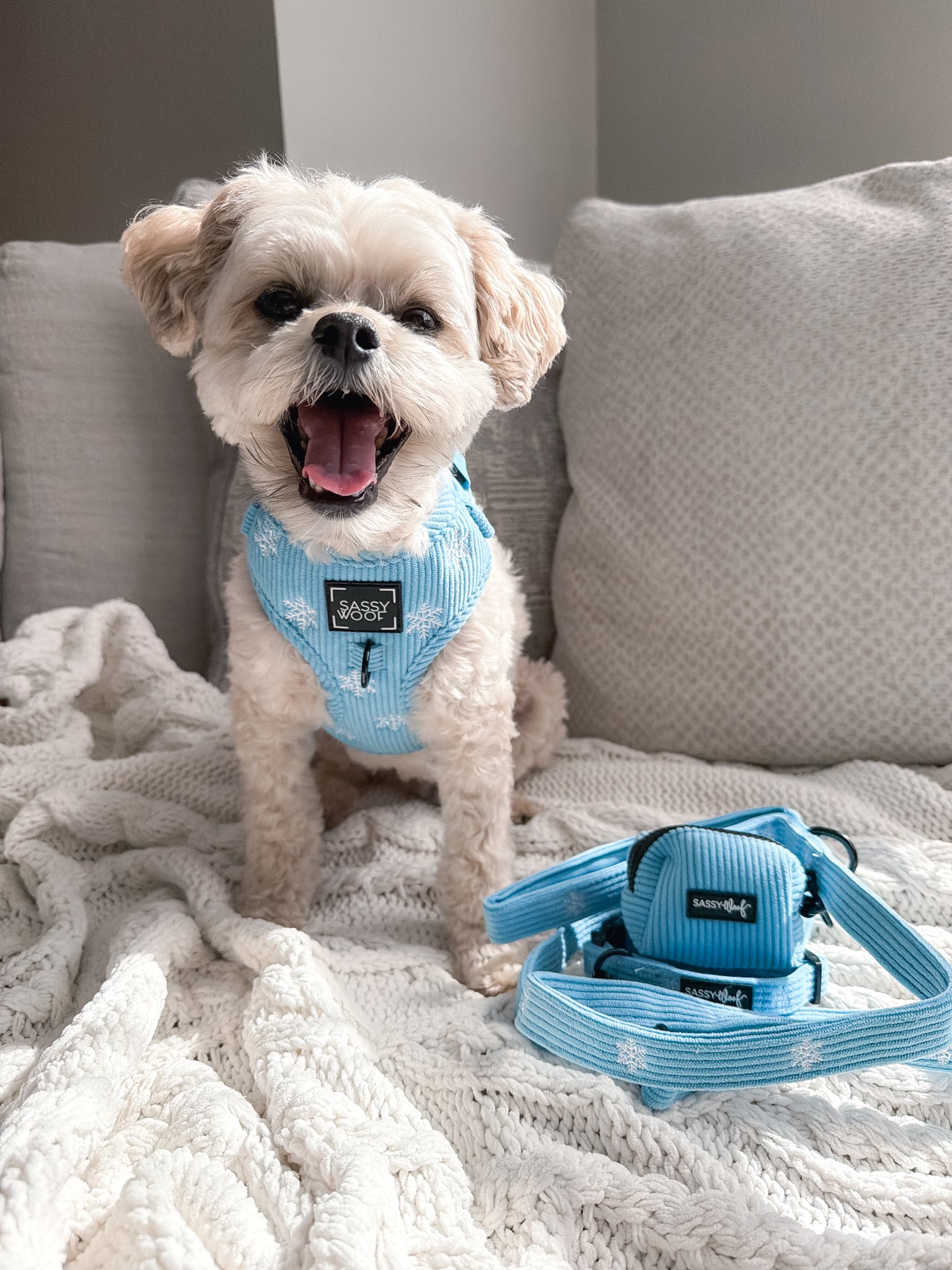 INFLUENCER_CONTENT | @THEPUPNAMEDPJ | HARNESS SIZE: XS, COLLAR SIZE: S