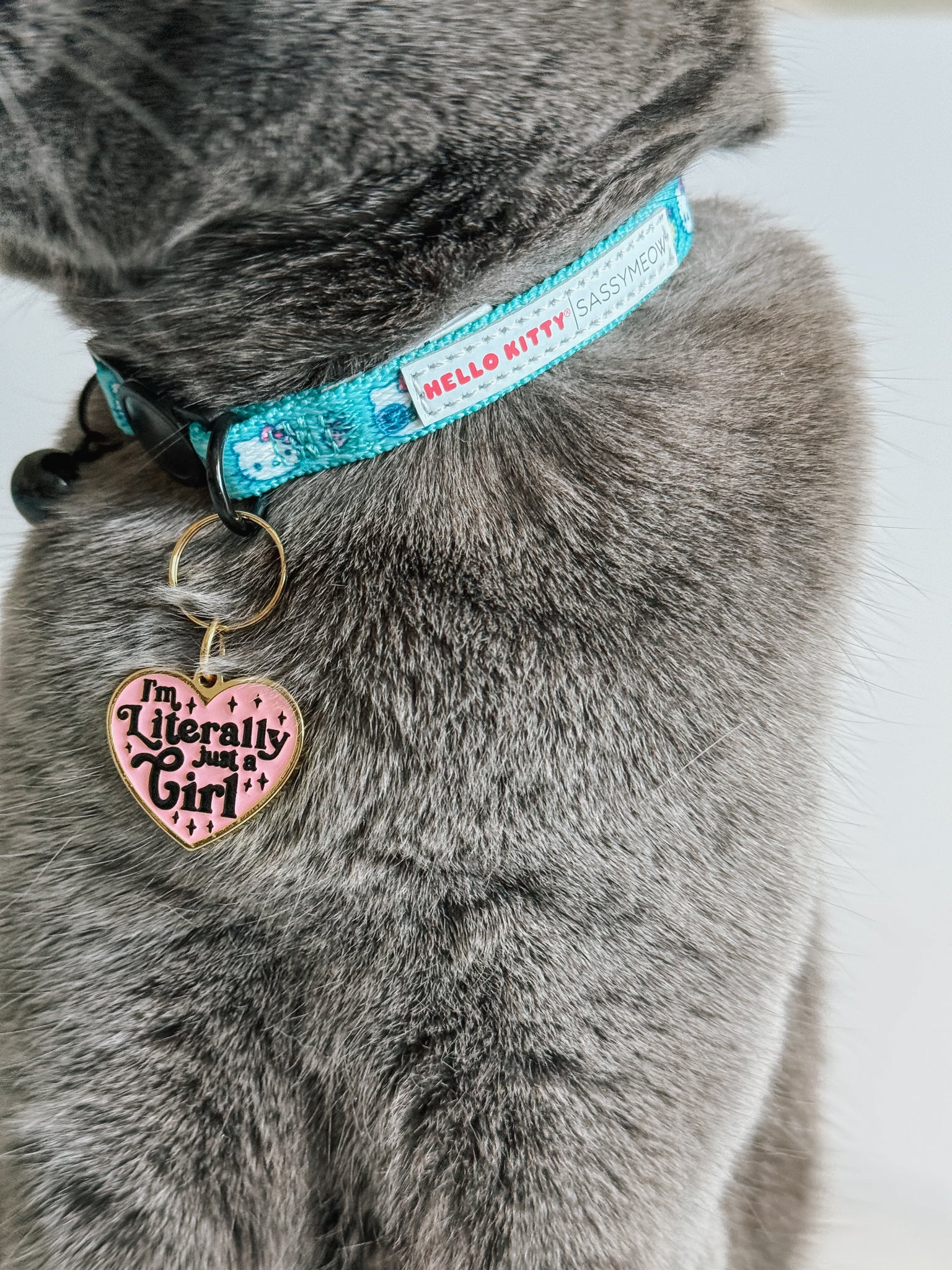 INFLUENCER_CONTENT | @WAWA_WILLOW_SCOTTISHFOLD | SIZE M