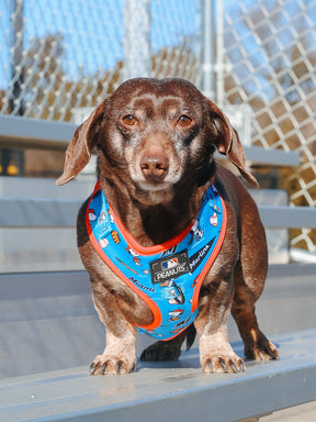 A brown dachshund wears the Sassy Woof Dog Adjustable Harness - MLB™ x Peanuts™ Miami Marlins™, standing on a metal bench outdoors with a chain-link fence and blurred trees in the background.