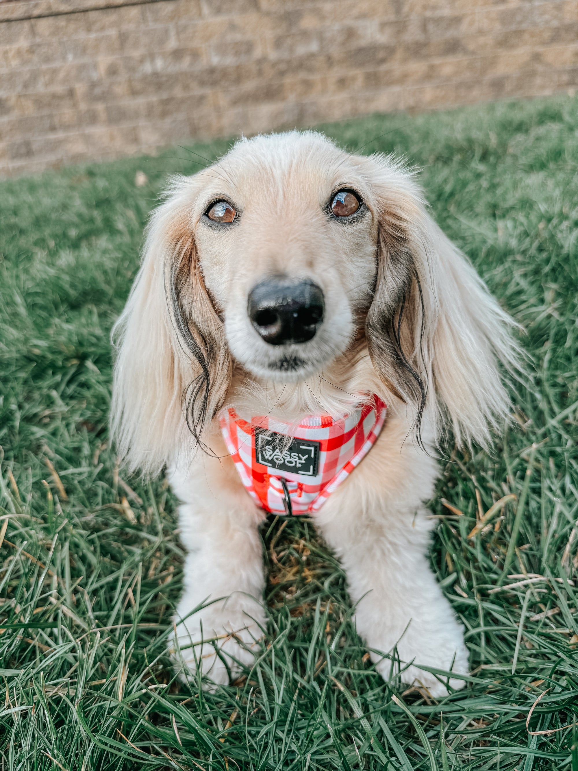 INFLUENCER_CONTENT | @ITSLUCYTHEDOXIE | SIZE XS