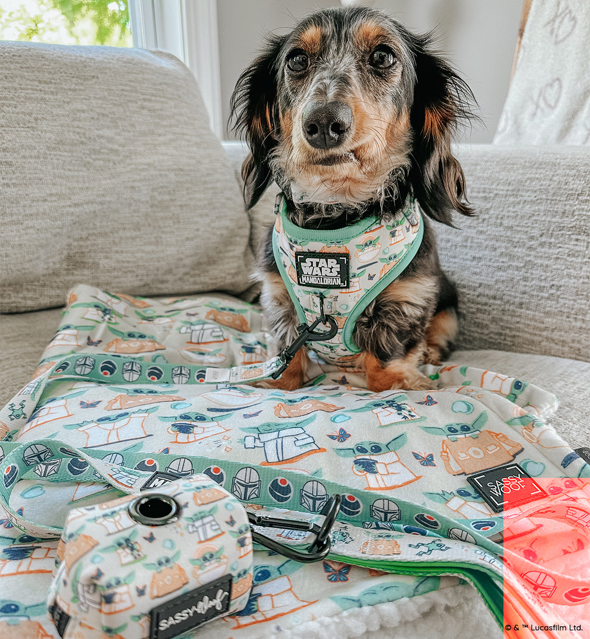 INFLUENCER_CONTENT | @ITSTHEO_THEDACHSHUND | SIZE S & XS