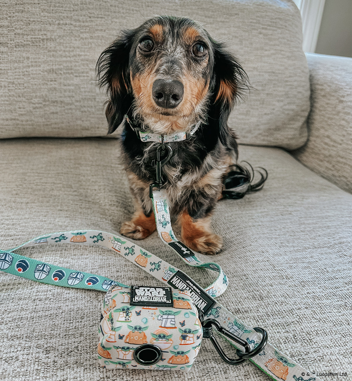 INFLUENCER_CONTENT | @ITSTHEO_THEDACHSHUND | SIZE S