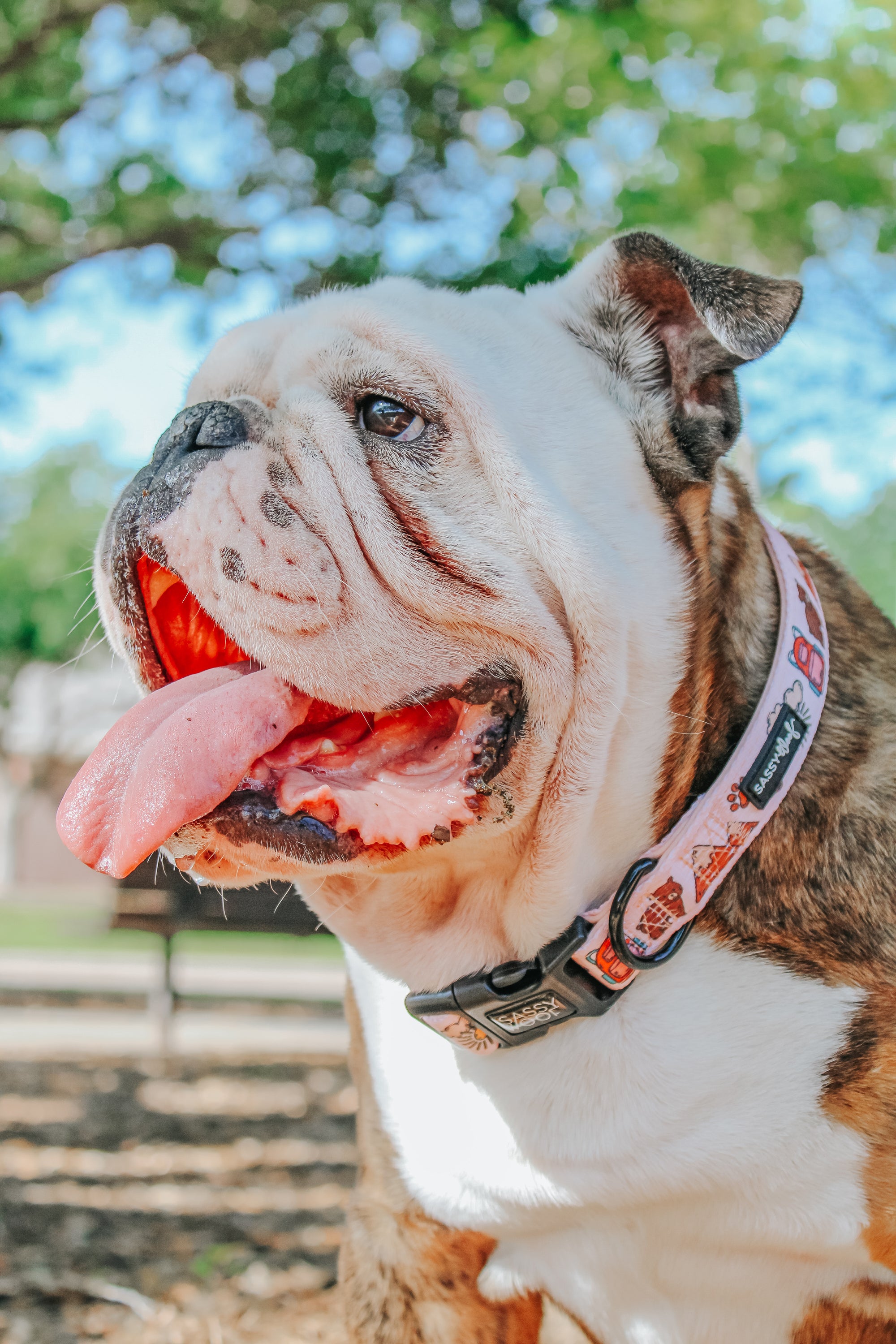 INFLUENCER_CONTENT | @ITSZEUSTHEBULLDOG | SIZE L