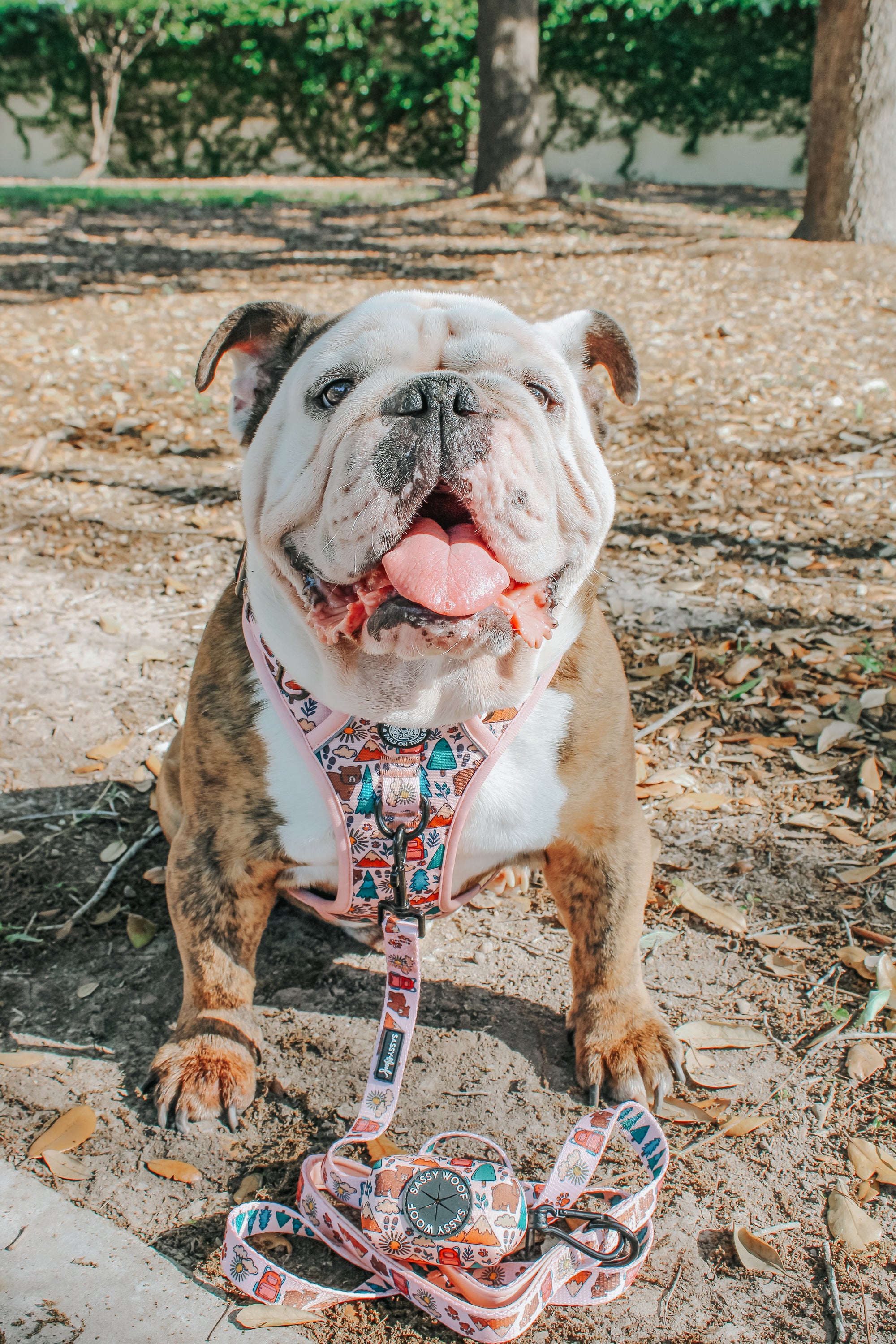 INFLUENCER_CONTENT | @ITSZEUSTHEBULLDOG