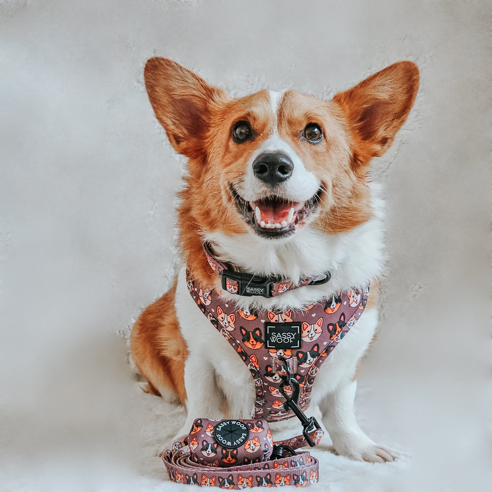 INFLUENCER_CONTENT | @KAI_CORGISLIFE | SIZE L