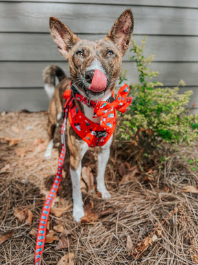 INFLUENCER_CONTENT | @KATANA.THE.BASENJI