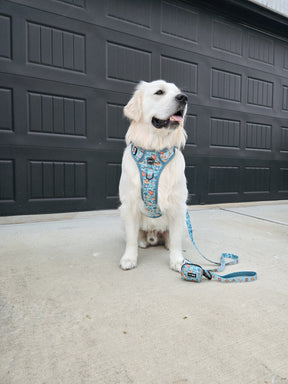 INFLUENCER_CONTENT | @KAILOSGOLDENLIFE I COLLAR SIZE: L & HARNESS SIZE: XL