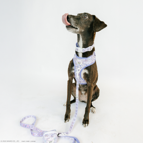 INFLUENCER_CONTENT | @DAME_THERESCUEPUP | SIZE M