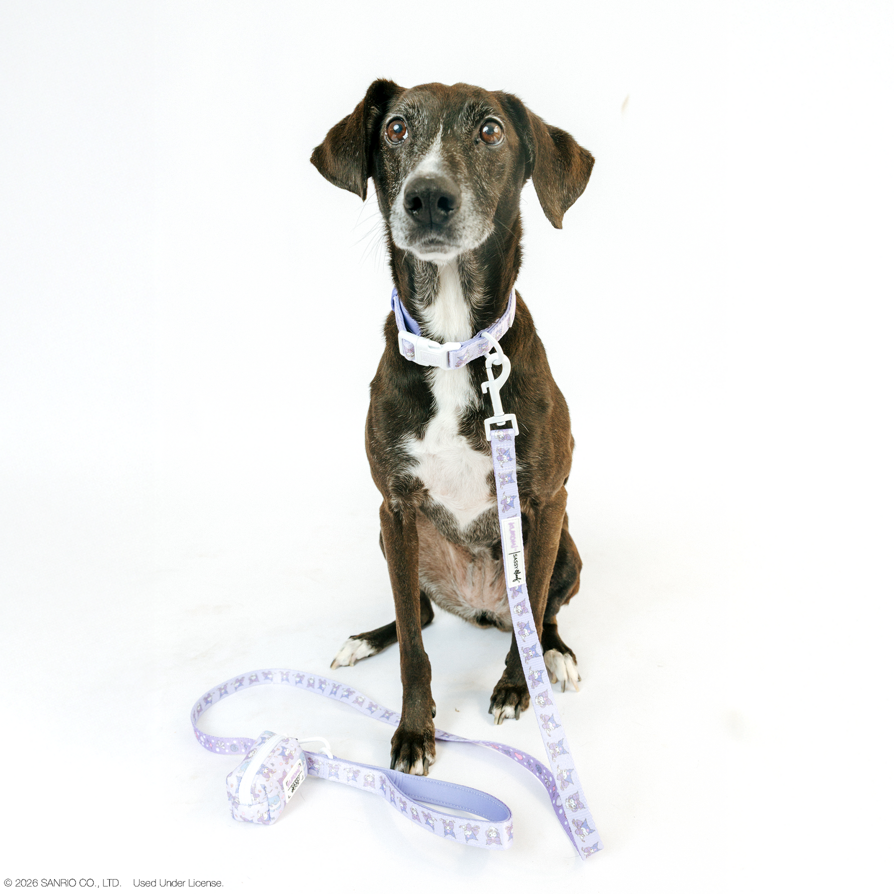 A black and white dog with a white chest sits on a white background wearing the Sassy Woof Collar Three Piece Bundle - Kuromi™, with its lavender collar and matching patterned leash, which is loosely coiled on the ground in front.