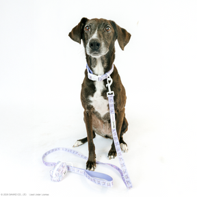 A black and white dog with a white chest sits on a white background wearing the Sassy Woof Collar Three Piece Bundle - Kuromi™, with its lavender collar and matching patterned leash, which is loosely coiled on the ground in front.