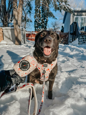INFLUENCER_CONTENT | @LABRADORABLEARCHIE