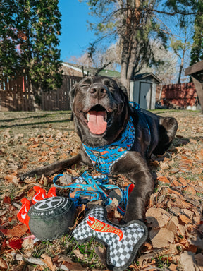 INFLUENCER_CONTENT | @LABRADORABLEARCHIE