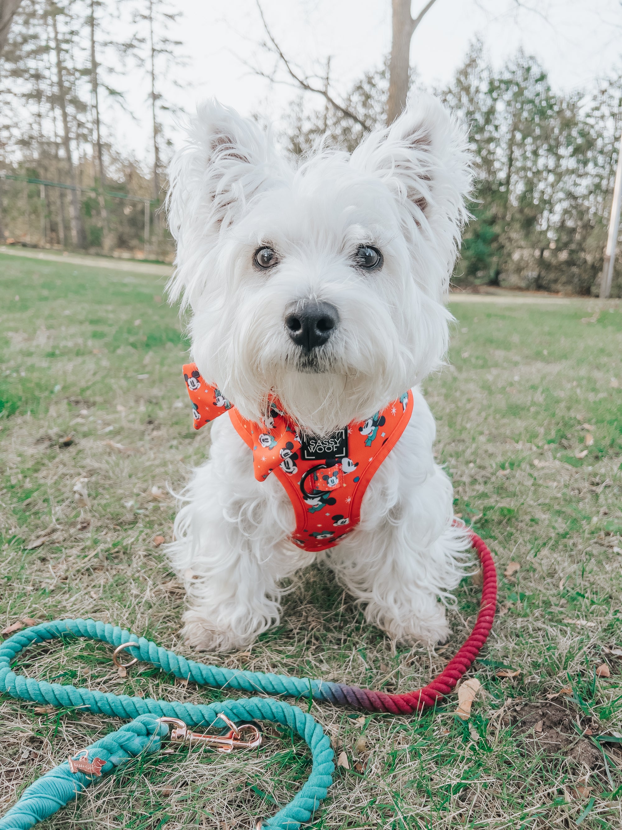 INFLUENCER_CONTENT | @LACEY.THE.WESTIE