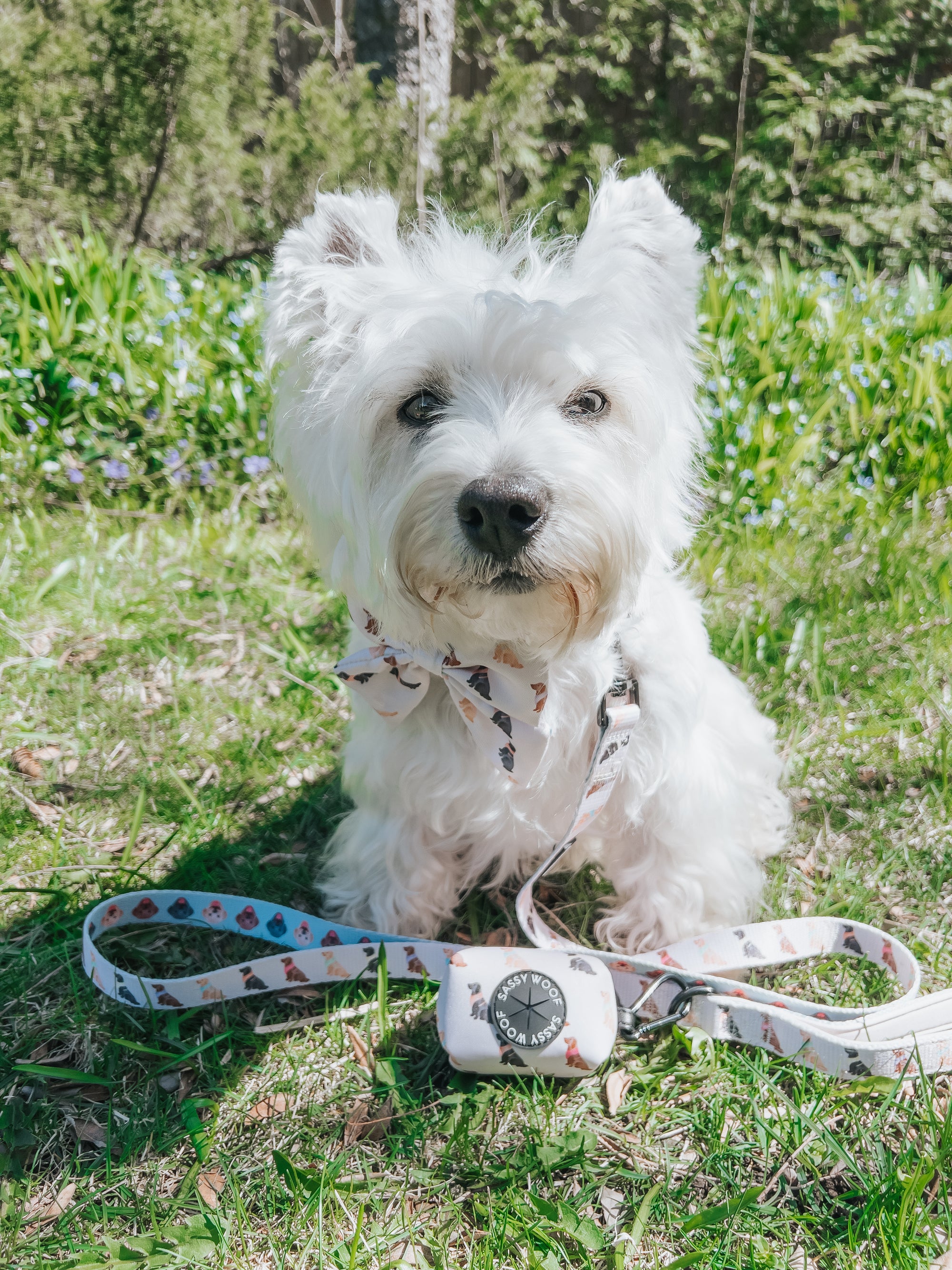 INFLUENCER_CONTENT | @LACEY.THE.WESTIE