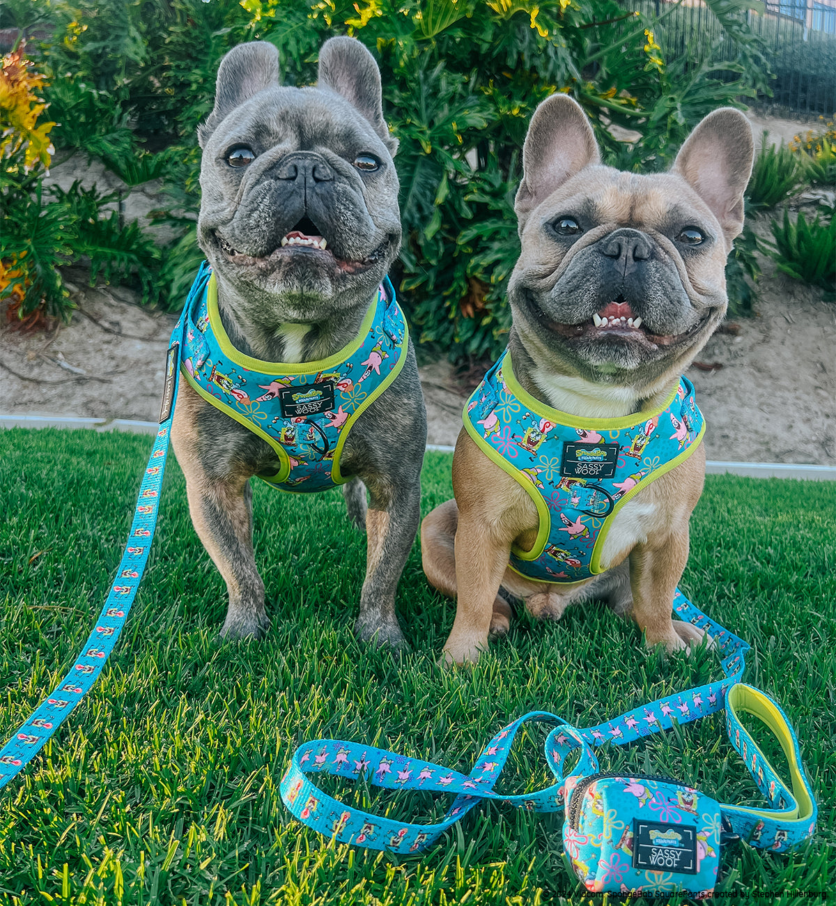 INFLUENCER_CONTENT | @LEOTHEFRENCHIE_1 | SIZE L,M & M