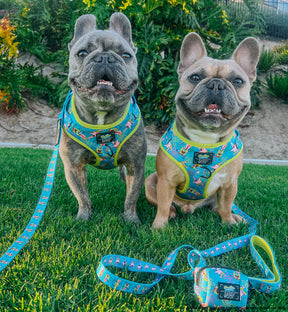 INFLUENCER_CONTENT | @LEOTHEFRENCHIE_1 | SIZE L,M & M