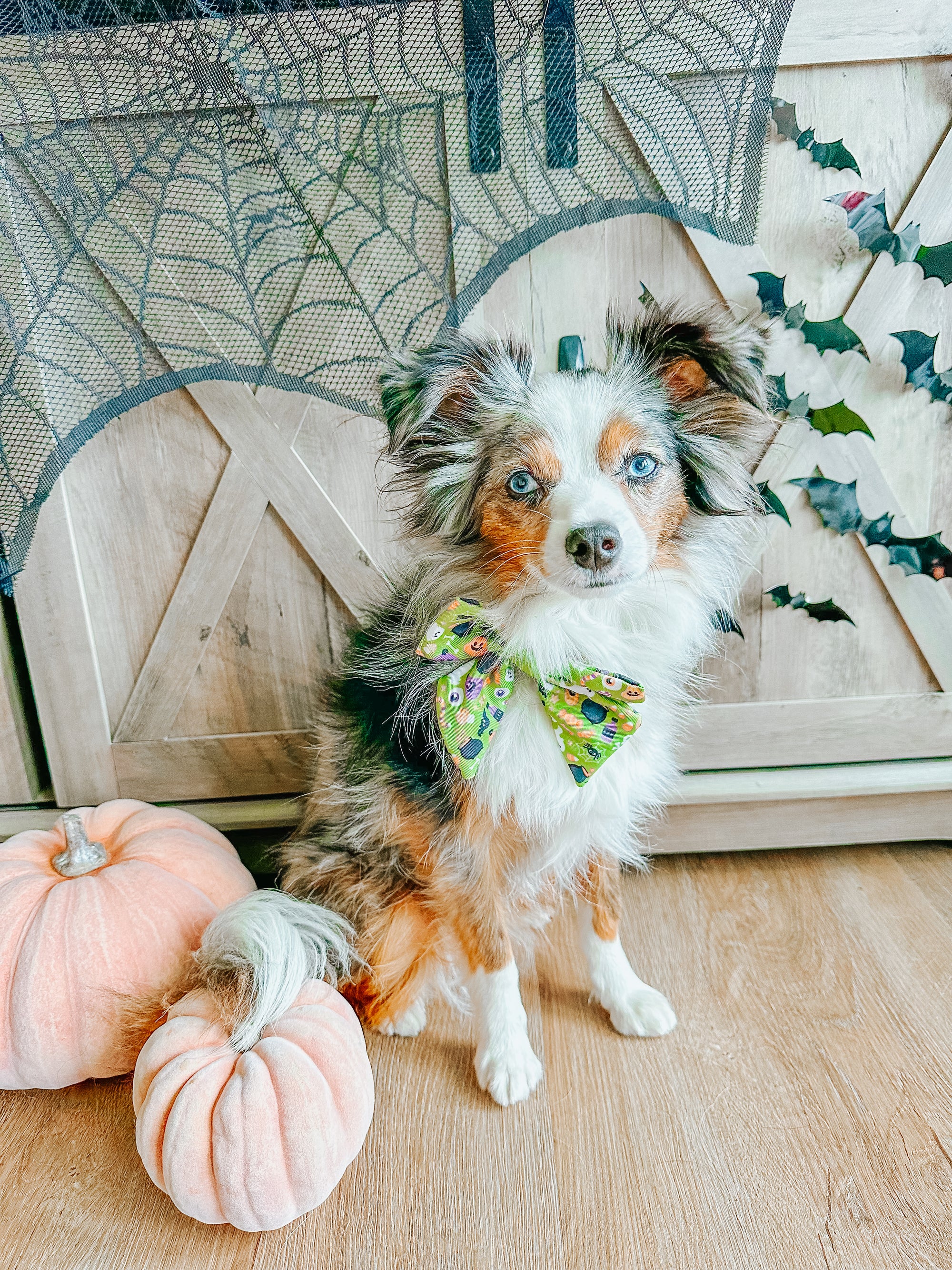 INFLUENCER_CONTENT | @LEXI.THE.TOY.AUSSIE_2021