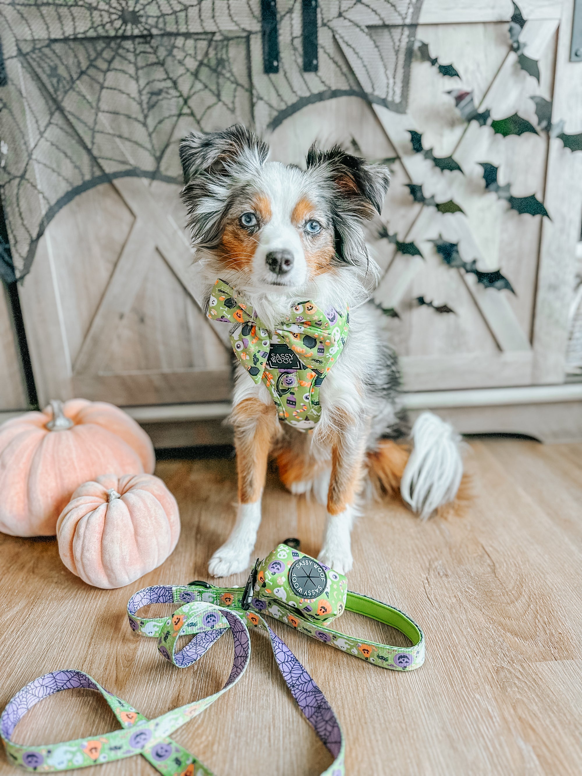 INFLUENCER_CONTENT | @LEXI.THE.TOY.AUSSIE_2021