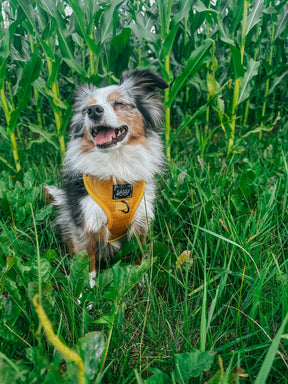 INFLUENCER_CONTENT| @LEXI.THE.TOY.AUSSIE_2021 | SIZE XS