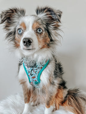 INFLUENCER_CONTENT | @LEXI_THE_TOY_AUSSIE_2021 | SIZE XS